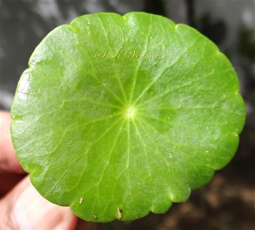  Leaf (Adaxial view)